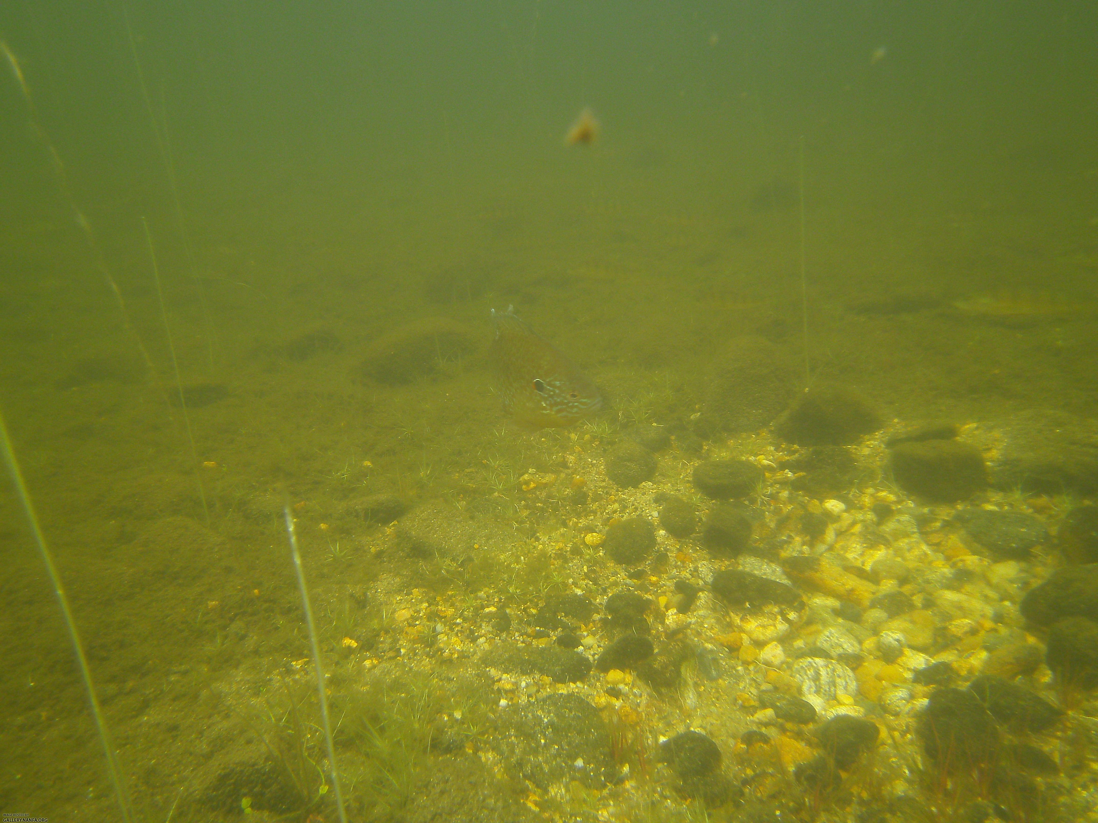 nest sunfish