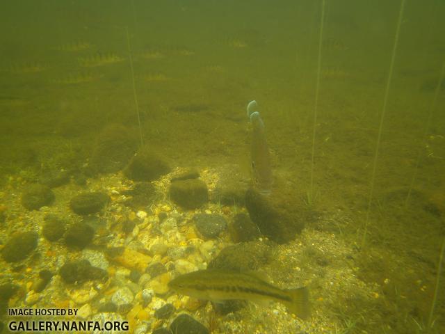 nest pumpkinseed bass perch