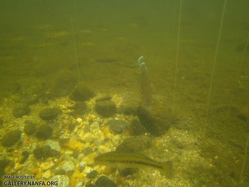 nest pumpkinseed bass perch