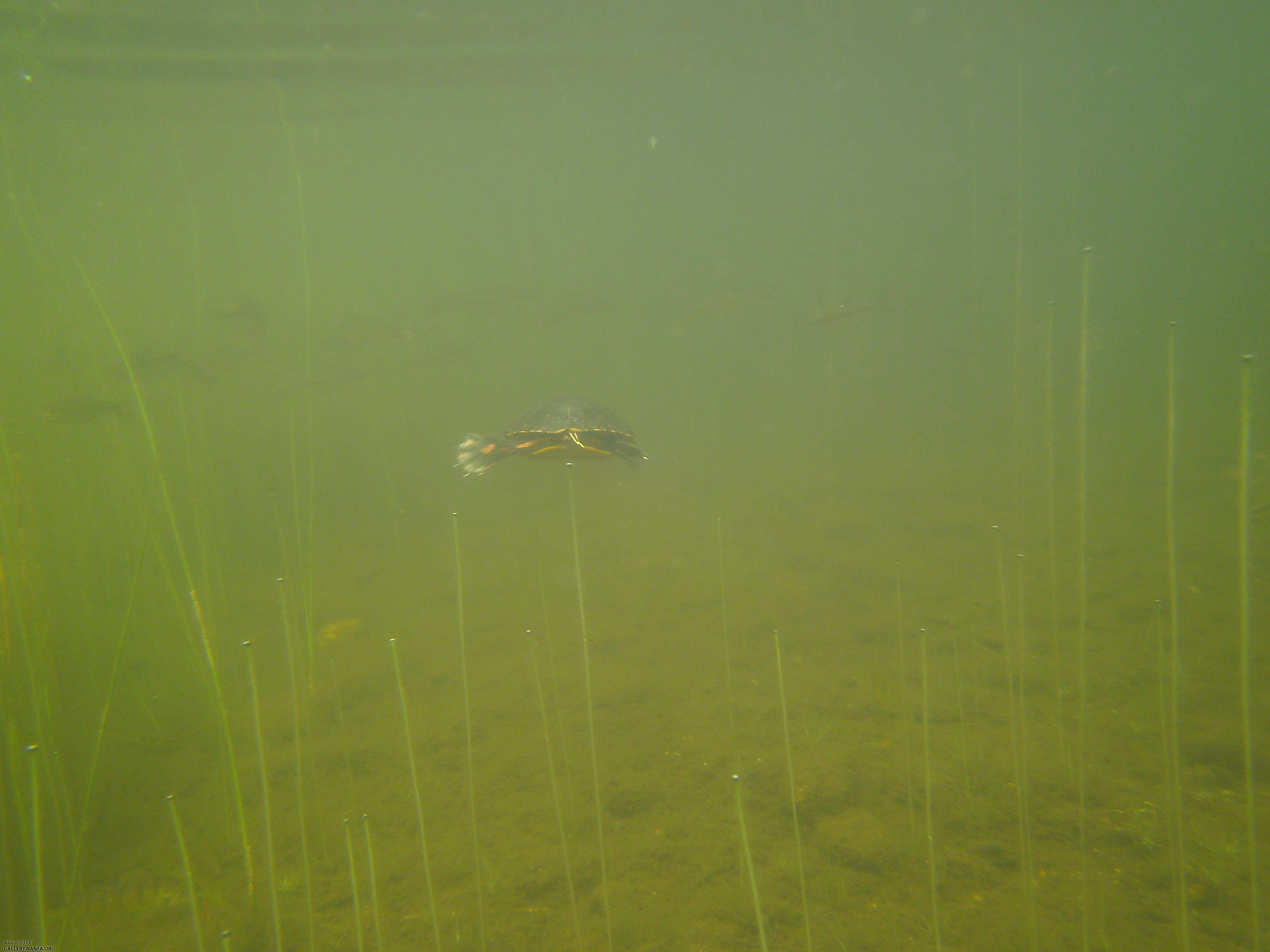 painted turtle