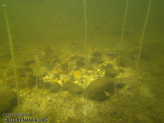 pumpkinseed on nest