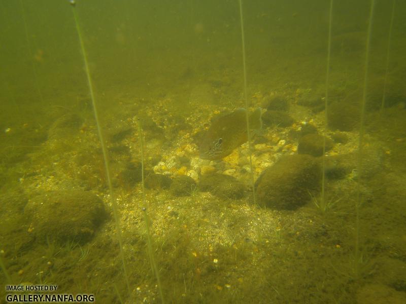 pumpkinseed on nest 2