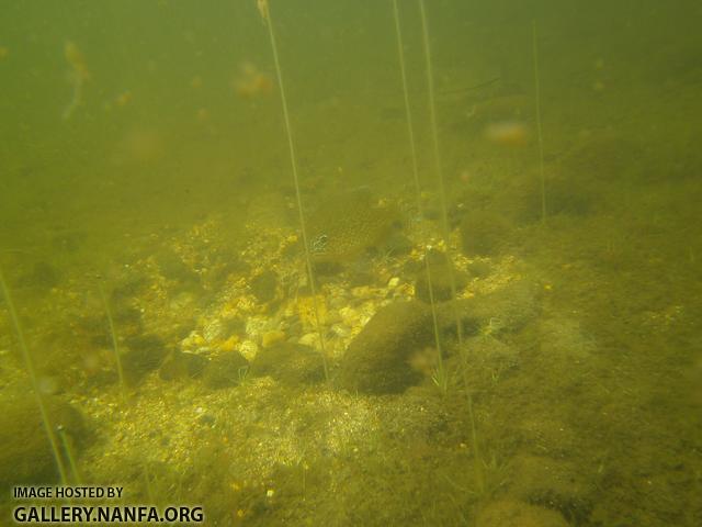 pumpkinseed on nest 3