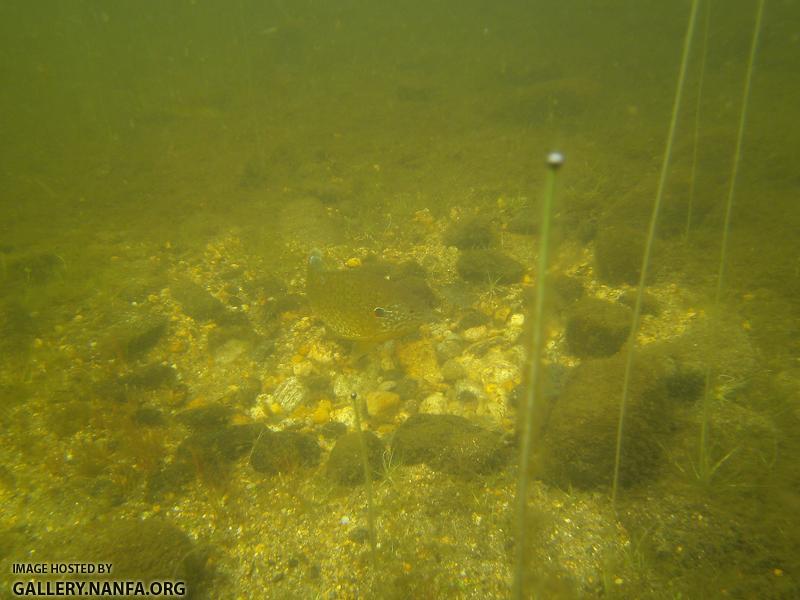 pumpkinseed on nest 5