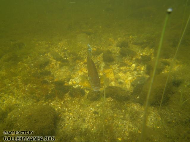 pumpkinseed on nest 6