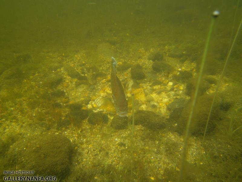 pumpkinseed on nest 6