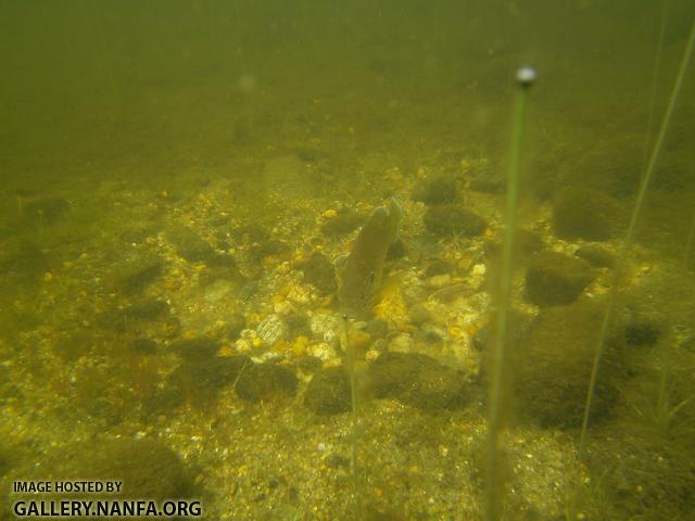 pumpkinseed on nest 7