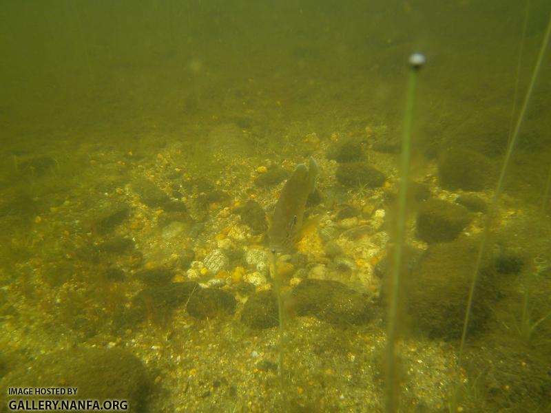 pumpkinseed on nest 7