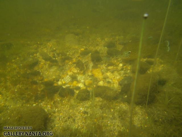 pumpkinseed on nest 9