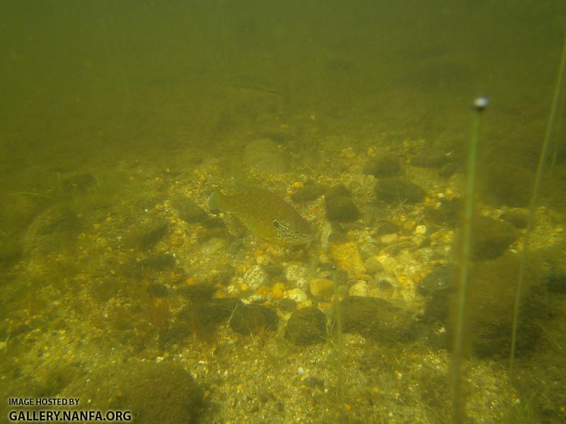 pumpkinseed on nest 10