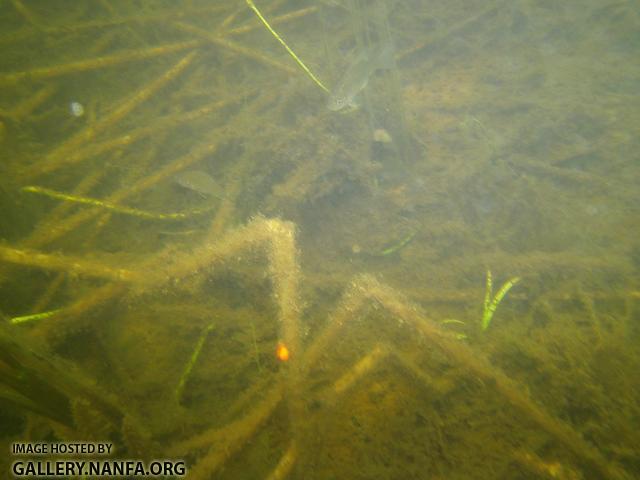 sunfish and mite