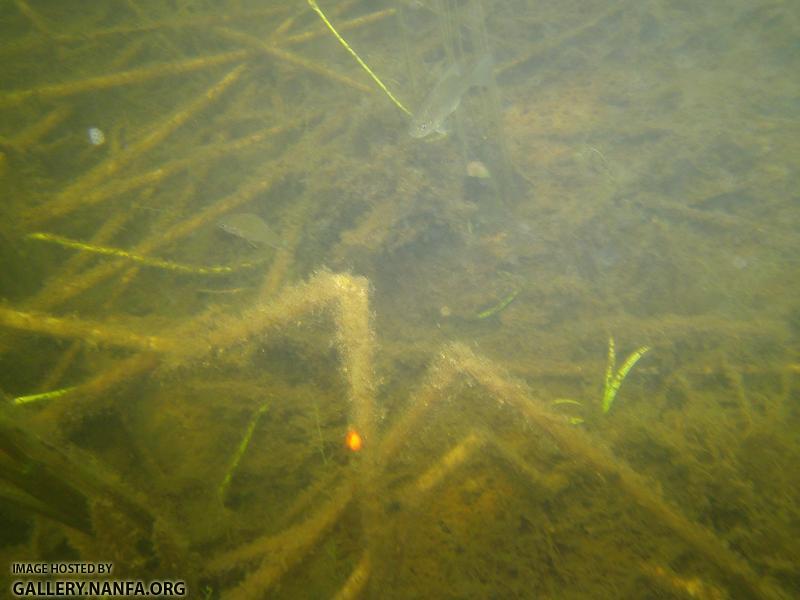 sunfish and mite