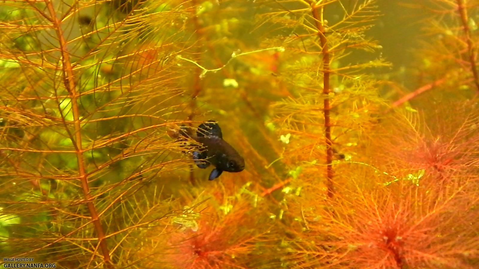 Elassoma gilberti in myriophyllum tuberculatum red