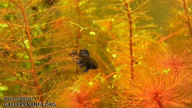 Elassoma gilberti in myriophyllum tuberculatum red