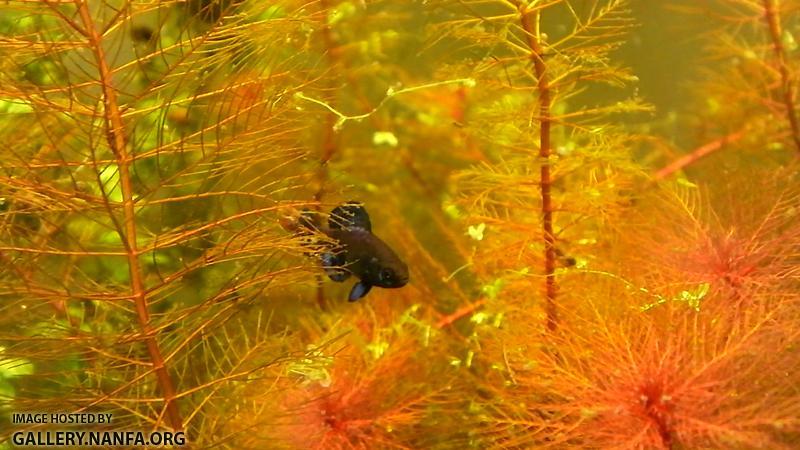 Elassoma gilberti in myriophyllum tuberculatum red