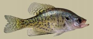 White Crappie