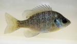 bluegill