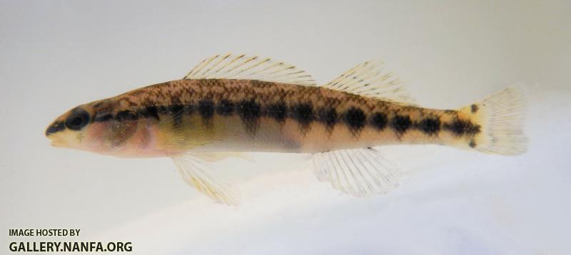 johns creek blackbanded darter.jpg