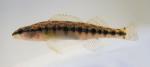 johns creek blackbanded darter.jpg