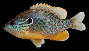 Orangespotted Sunfish