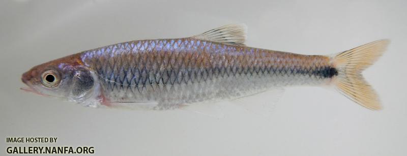 altamaha shiner