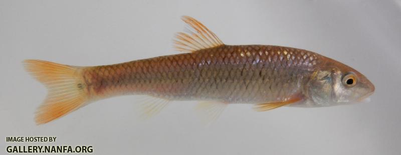 nocomis chub