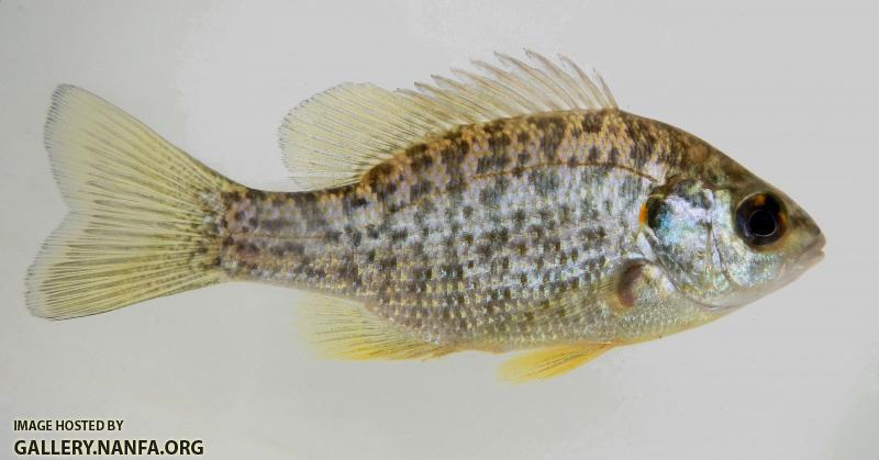 readear sunfish