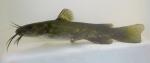 snail bullhead large