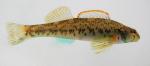 tourquoise darter