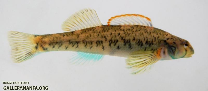 tourquoise darter