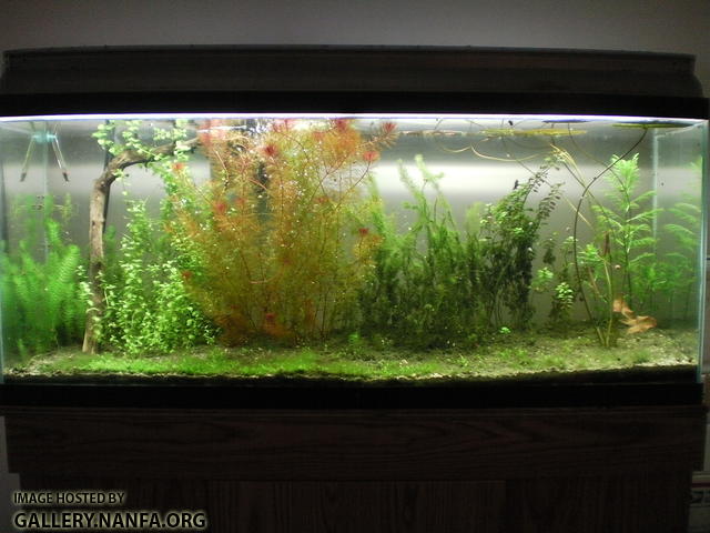 Elassoma gilberti 55 gallon aquarium on August 12th 2012