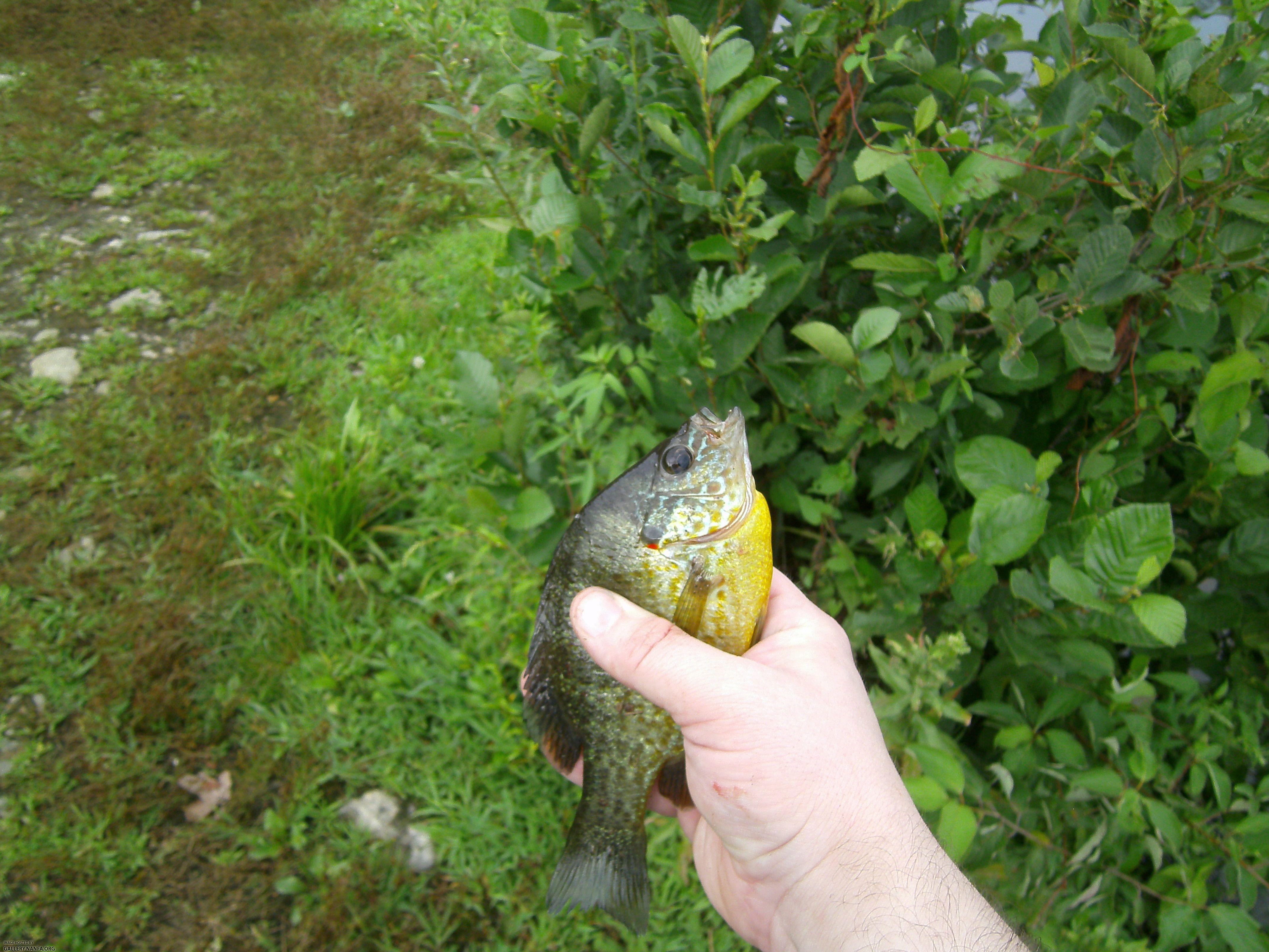 pumpkinseed connecticut