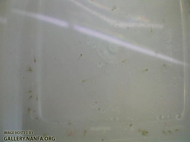 Elassoma gilberti fry four days after eggs were laid