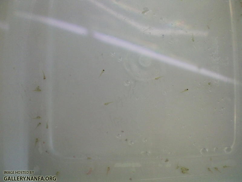 Elassoma gilberti fry four days after eggs were laid