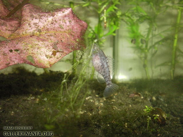 Flash photo taken at night.  This is apparently the pose in which this female Elassoma gilberti sleeps.  