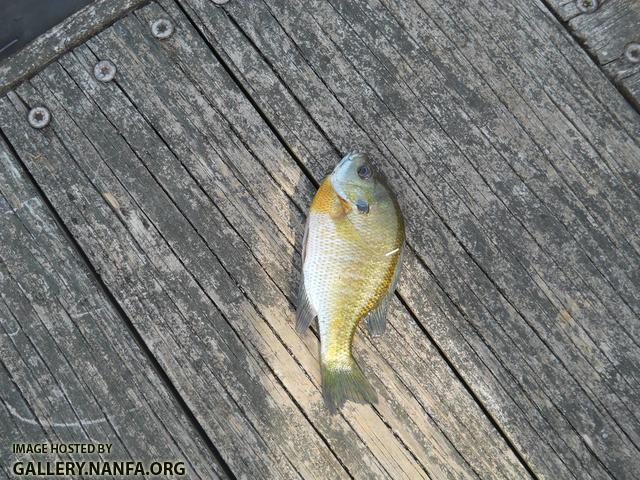 bluegill 2