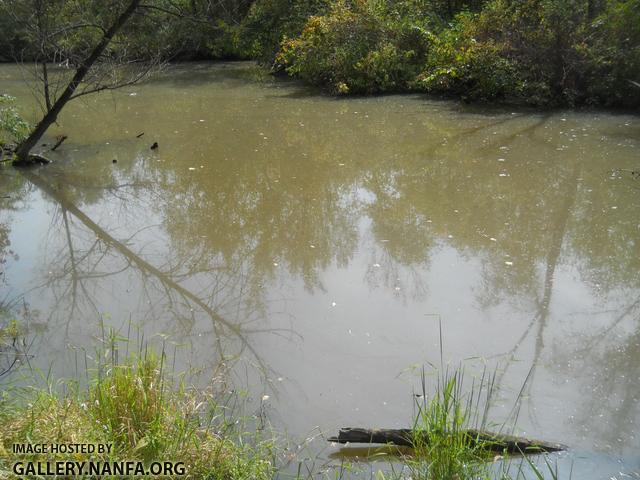 marshy brook