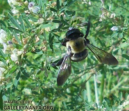 bumblebee close