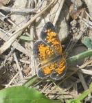 pearl crescent