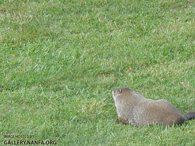 woodchuck 7