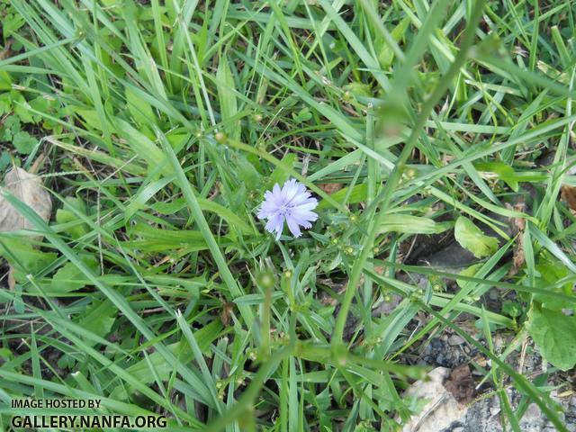 blue flower 2