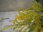 goldenrod