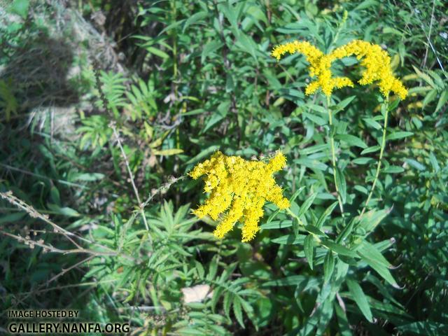 goldenrod 3