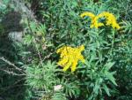 goldenrod 3