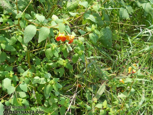 jewelweed 2