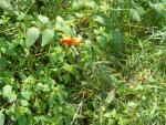 jewelweed 2