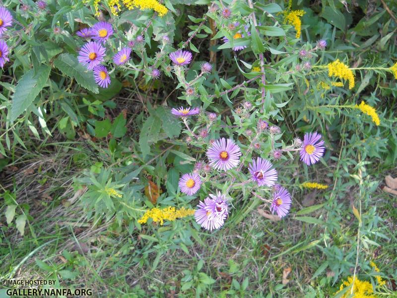 purple aster