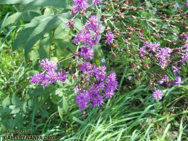 purple flowers