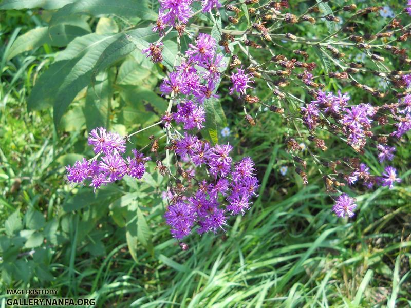 purple flowers