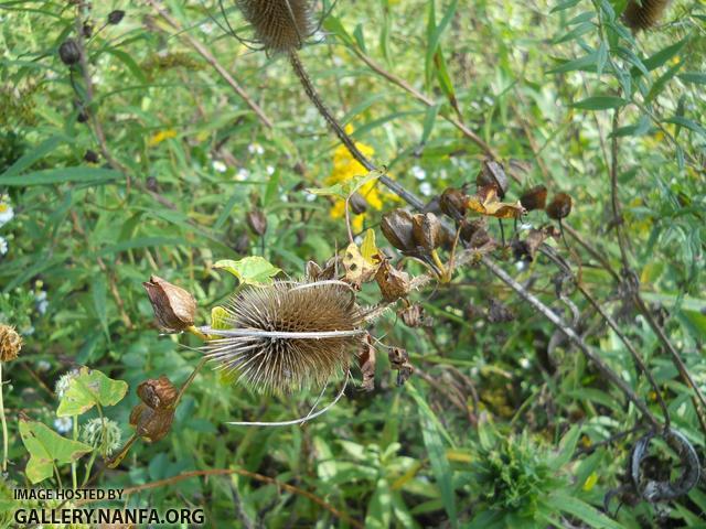 teasel